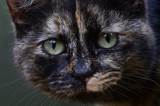 A close-up portrait of a tortoiseshell cat with striking green eyes, detailed fur patterns, and an intense gaze in natural light.  
