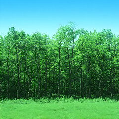 Lush green forest, meadow, blue sky. Nature background image