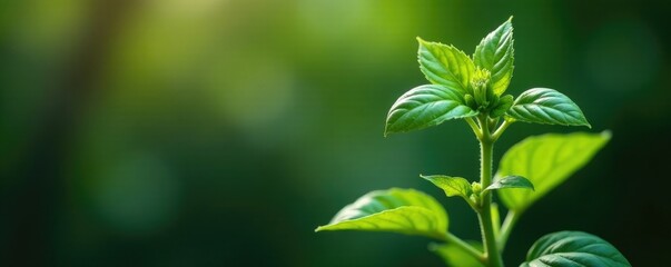 A single basil tree stem with leaves and flowers, tree, nature