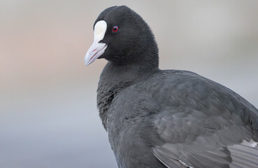 Eurasian coot (Fulica atra) close-up looking into the camera making eye contact, portrait of aquatic bird.