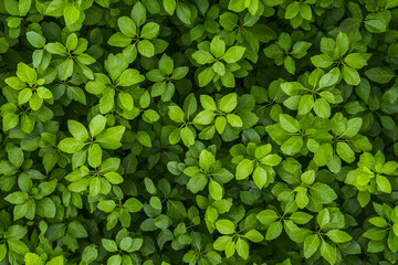 Lush green leaves, natural background, garden texture