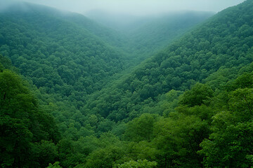 Naklejka premium Misty mountain valley, lush green forest, nature background, scenic wallpaper