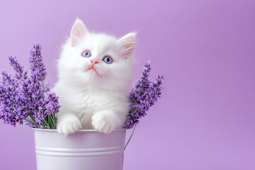 Fluffy white Persian kitten sitting in a lilac bucket with fresh lavender sprigs