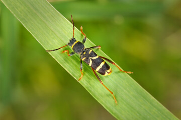 Echter Widderbock (Clytus arietis) dorsale Ansicht auf einem breiten diagonalen Grashalm -...