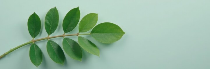 isolated green eucalyptus leaf on gray background, green, eucalyptus, leafy