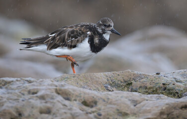 Ruddy turnstone (Arenaria interpres) on Portugal's shore during rainy day, beautiful natural scene on the Atlantic shore.