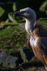 Griffon vulture in head detail.
