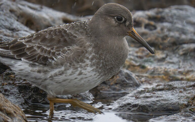 Purple sandpiper (Calidris maritima) close-up looking towards the camera on Portugal's ocean shore.