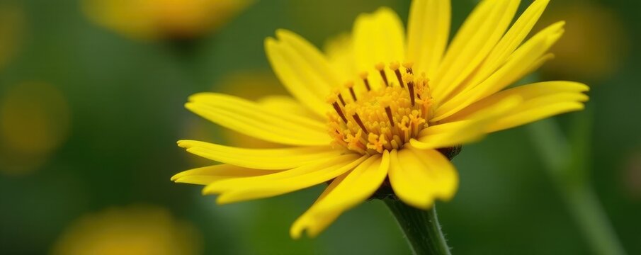 Macro shot of yellow Euryops pectinatus anthers, blossom, bloom