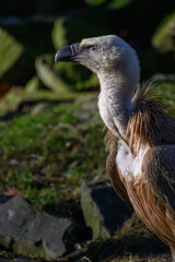 Griffon vulture in head detail.
