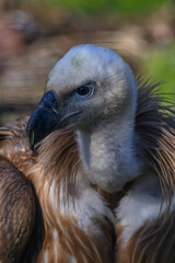 Griffon vulture in head detail.
