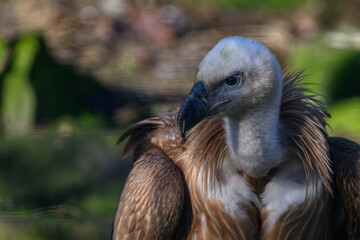 Griffon vulture in head detail.
