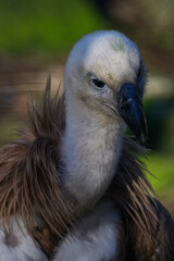 Griffon vulture in head detail.
