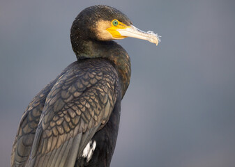 Great cormorant (Phalacrocorax carbo) close-up profile portrait looking towards the camera in front of nice blurred background.