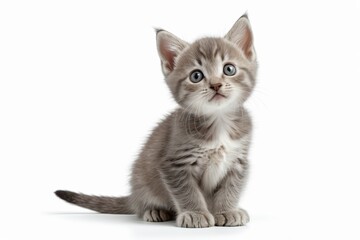 there is a small kitten sitting on a white surface looking up