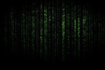 Dark forest trees background