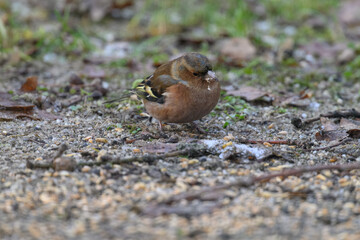 Common finch, a bird on the ground near the grain.
