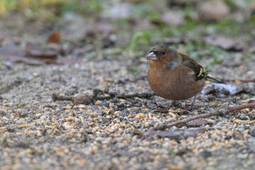 Common finch, a bird on the ground near the grain.
