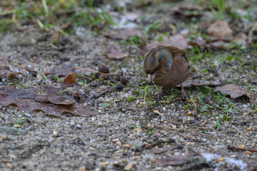 Common finch, a bird on the ground near the grain.
