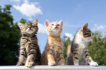 Three small motley kittens sit against the sky on a sunny day and look around with curiosity. Favorite pets. cat day, cat childhood