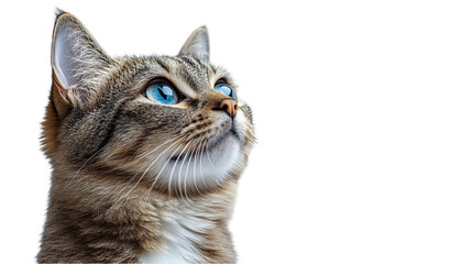 Fototapeta premium Portrait Of A Gray Tabby Cat With Striking Blue Eyes Looking Upw