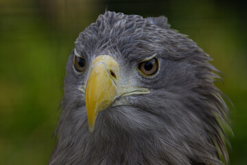 Sea eagle in head detail.
