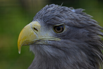 Sea eagle in head detail.
