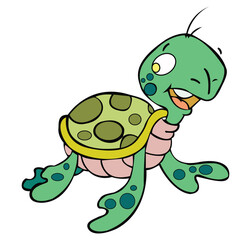 Turtle isolated on white background