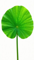 Freshly cut lotus leaf against white background with visible stem, foliage, leafy, white