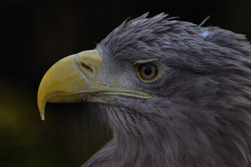 Sea eagle in head detail.
