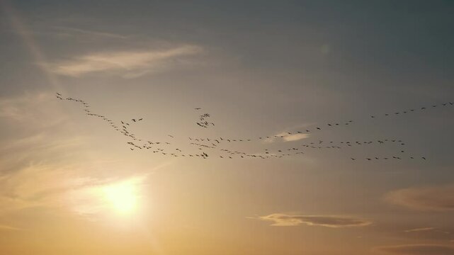 A flock of birds moving in a V shape in the golden sky reveals the enchanting power of nature. The soft lights of the sunset immortalize this unique moment.