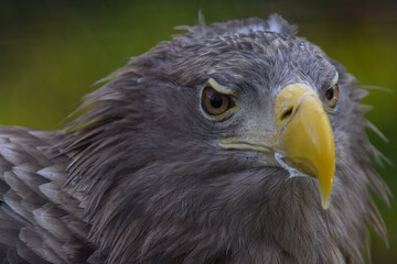 Sea eagle in head detail.
