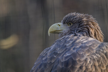 Sea eagle in head detail.
