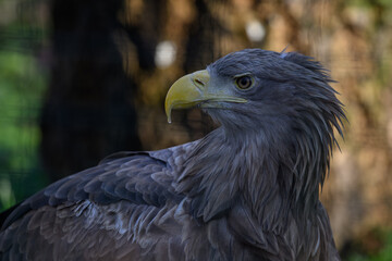 Sea eagle in head detail.
