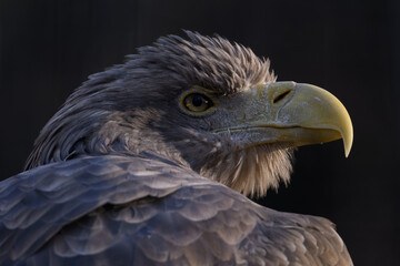 Sea eagle in head detail.
