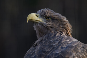 Sea eagle in head detail.
