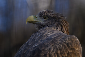 Sea eagle in head detail.
