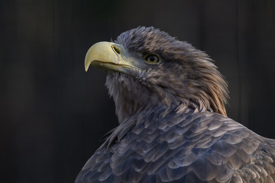 Sea eagle in head detail.

