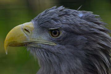 Sea eagle in head detail.
