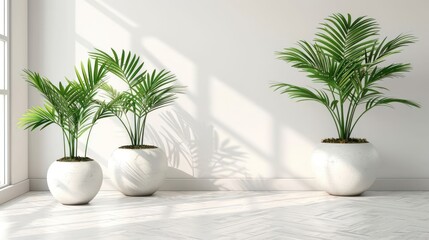 Fototapeta premium Three potted palm plants in modern interior with sunlight casting shadows on white wall