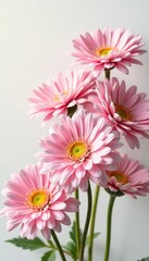 Fototapeta premium Soft pink chrysanthemums in fluffy arrangement on white background with gentle sunlight, spring, pink