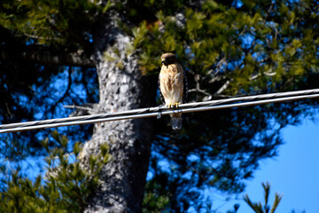 bird on a wire