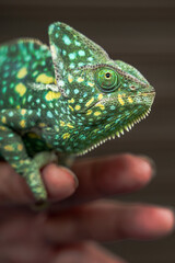 Close up multicolored chameleon lizard exotic pet on human hand