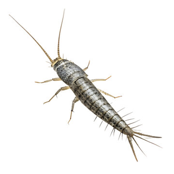 silverfish   isolated on white background