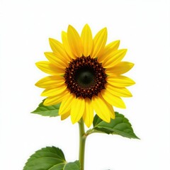 Fototapeta premium Sunflower seed against a bright white background, simple, seed, background
