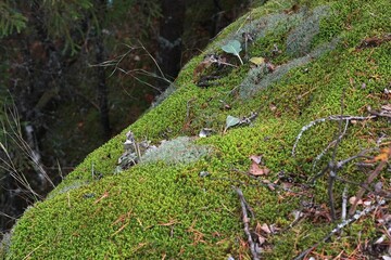 Forest hill covered with green moss and dry twigs fallen from the trees.