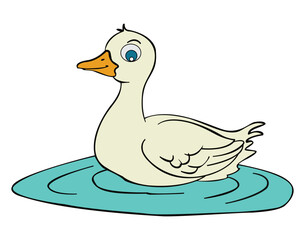 Duck animals swimming isolated on white background