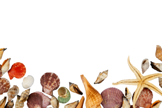 background with sea shells decoration copy space