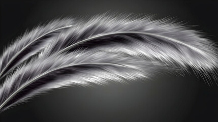 Obraz premium Silver feathers curve, dark background, design