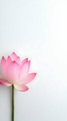 Fototapeta premium Pink lotus flower on white, serenity